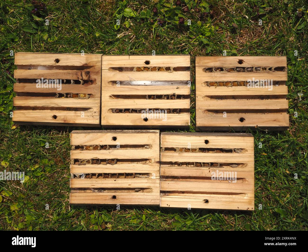 Einsames Bienenhaus zur Reinigung demontiert, das Zellen zeigt, die von Erwachsenen gebildet wurden, einige mit gescheiterten Eiern und andere mit Anzeichen von Raubzuständen durch andere Insekten Stockfoto