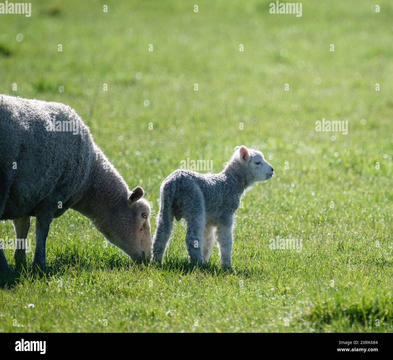 Baby-Lamm und Mutter auf grünem Gras. Duder Regional Park. Auckland. Stockfoto