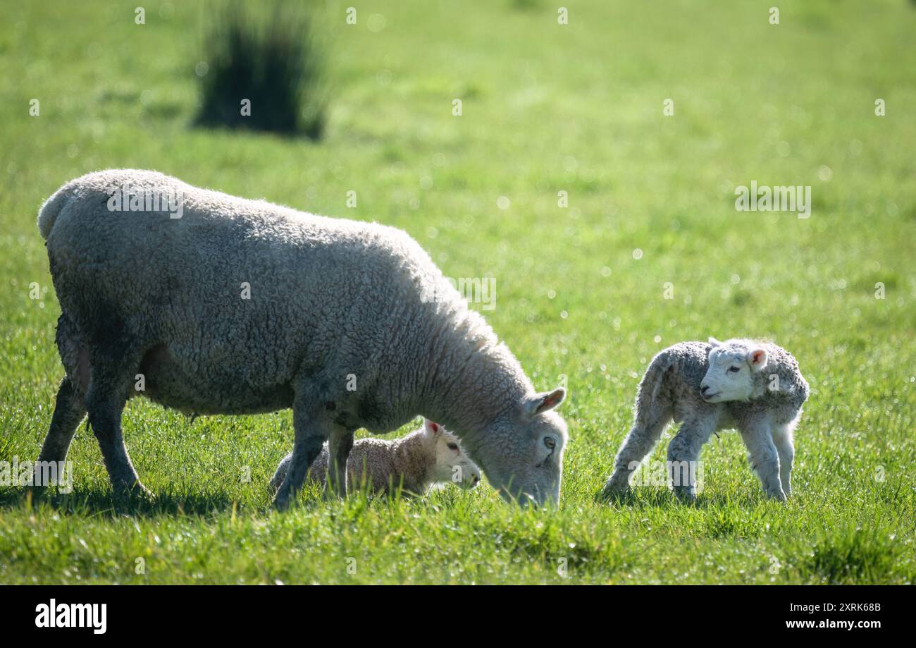 Mutter und ihre kleinen Lämmer, die auf grünem Gras grasen. Duder Regional Park. Auckland. Stockfoto