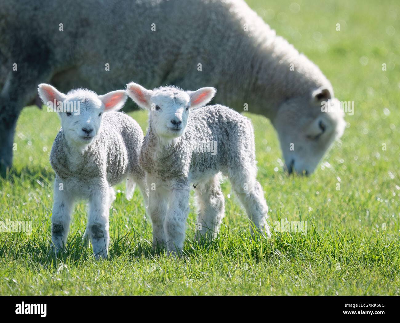 Lämmer mit Mutter, die auf grünem Gras weidet. Duder Regional Park. Auckland. Stockfoto