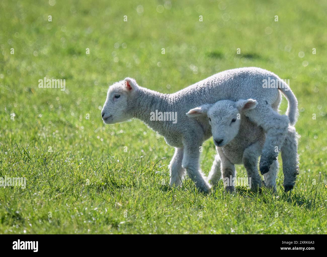 Zwei kleine Lämmer spielen auf dem grünen Gras. Auckland. Stockfoto