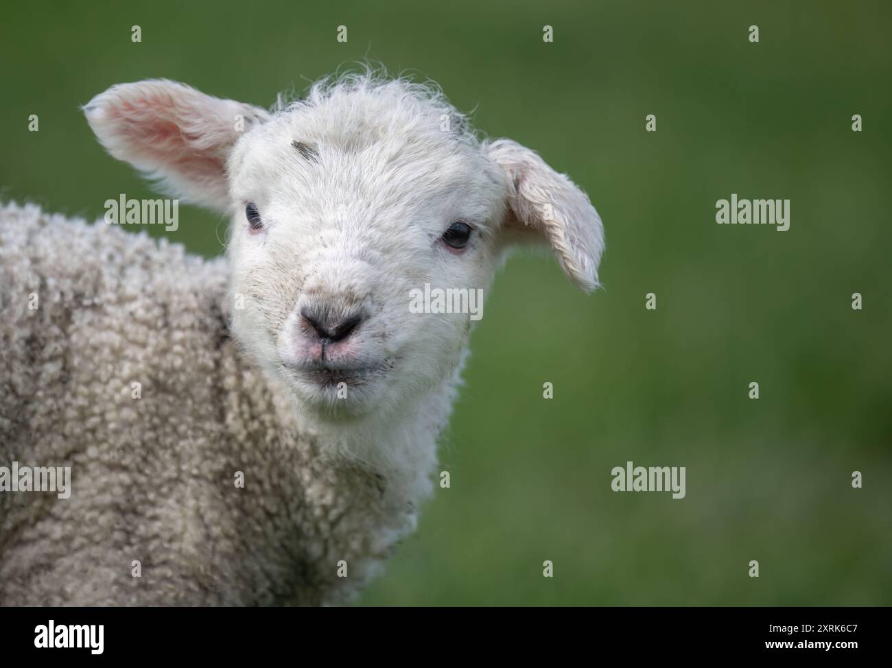 Porträt eines süßen Lammbabys. Auckland. Stockfoto