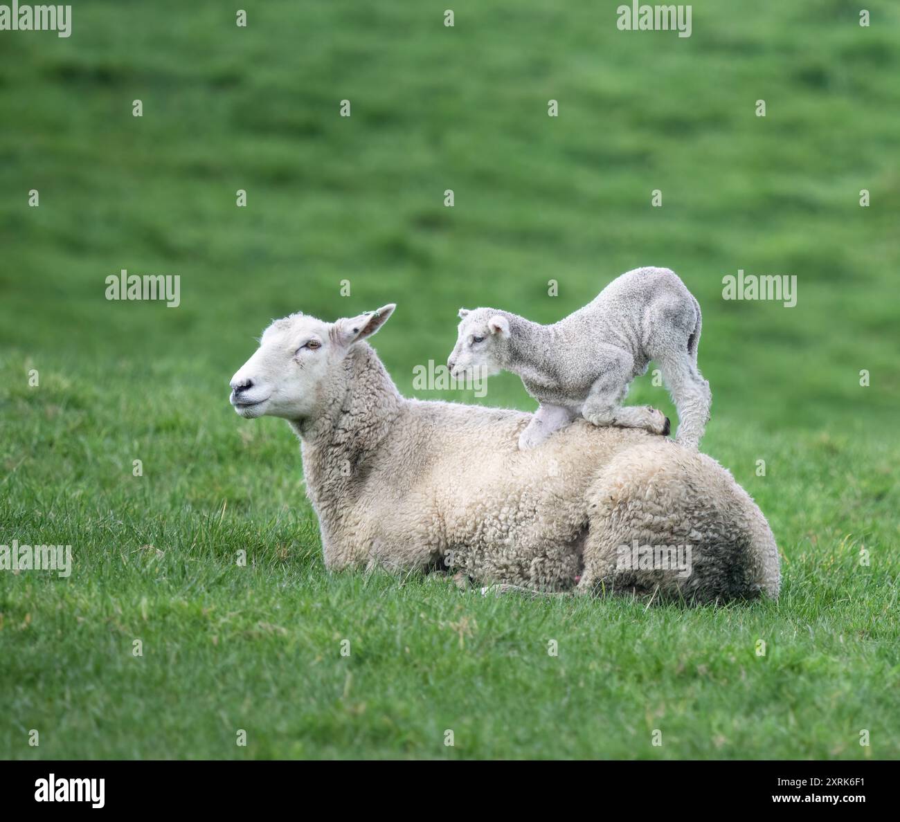 Lammbabys spielen auf dem Rücken der Mutter. Auckland. Stockfoto
