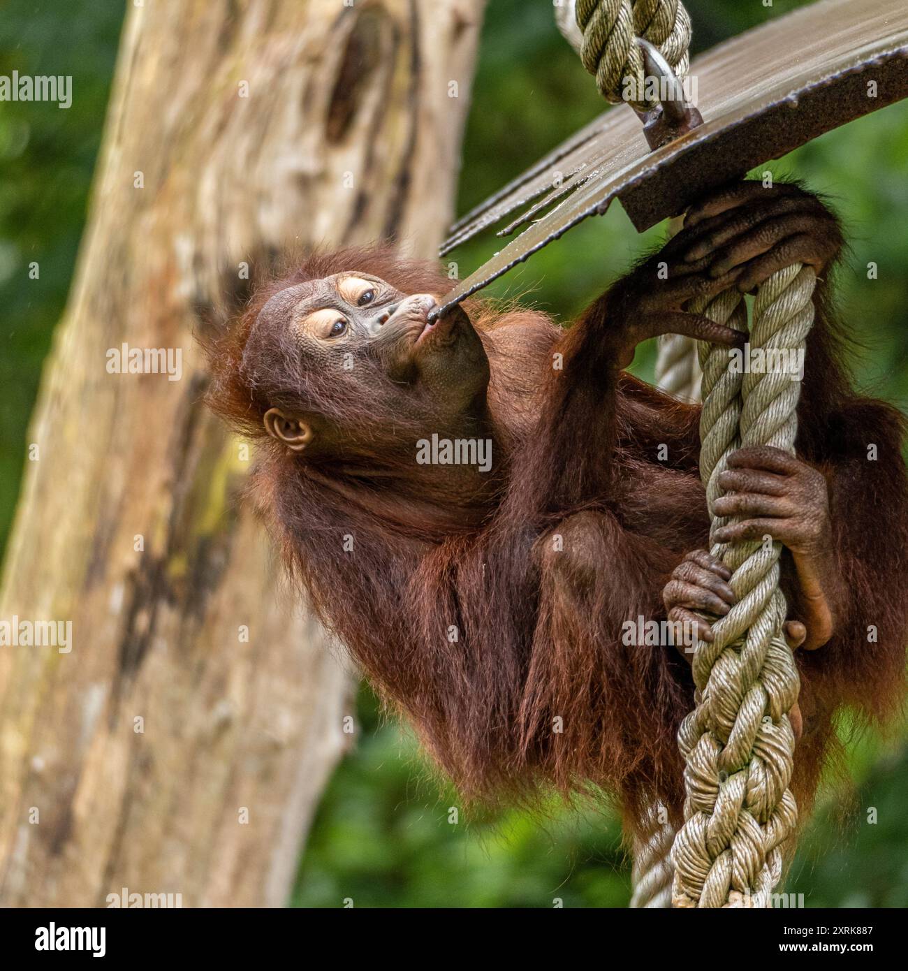 Ein verspielter junger Orang-Utan trinkt nach einem Regensturm das Regenwasser seines Tierheims im Zoo. Stockfoto