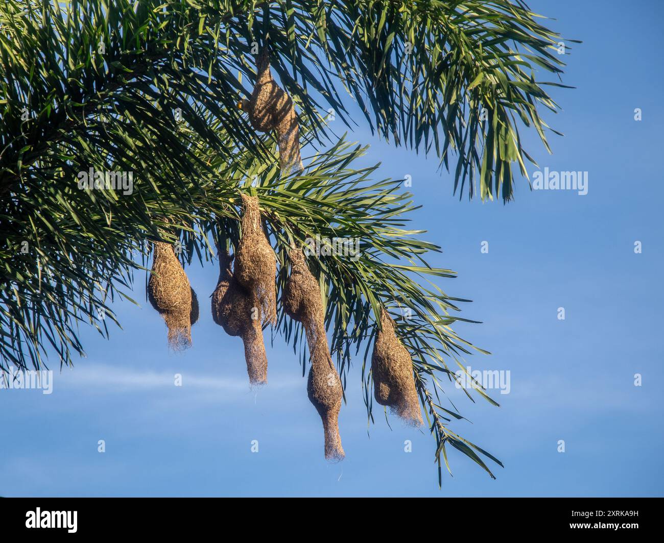 Weaver-nest Stockfoto