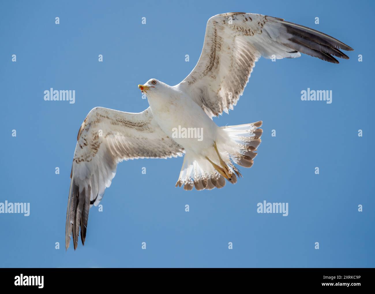 Die Möwe fliegt allein im blauen Himmel und sieht in die Kamera Stockfoto Die Möwe fliegt allein im blauen Himmel und sieht in die Kamera Stockfoto
