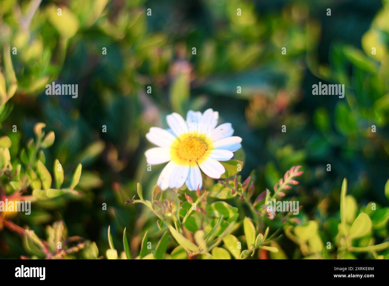 Leuchtende Blume im scharfen Fokus vor einer verschwommenen Klippe, die den Kontrast zwischen zarter natürlicher Schönheit und rauer Landschaft unterstreicht Stockfoto