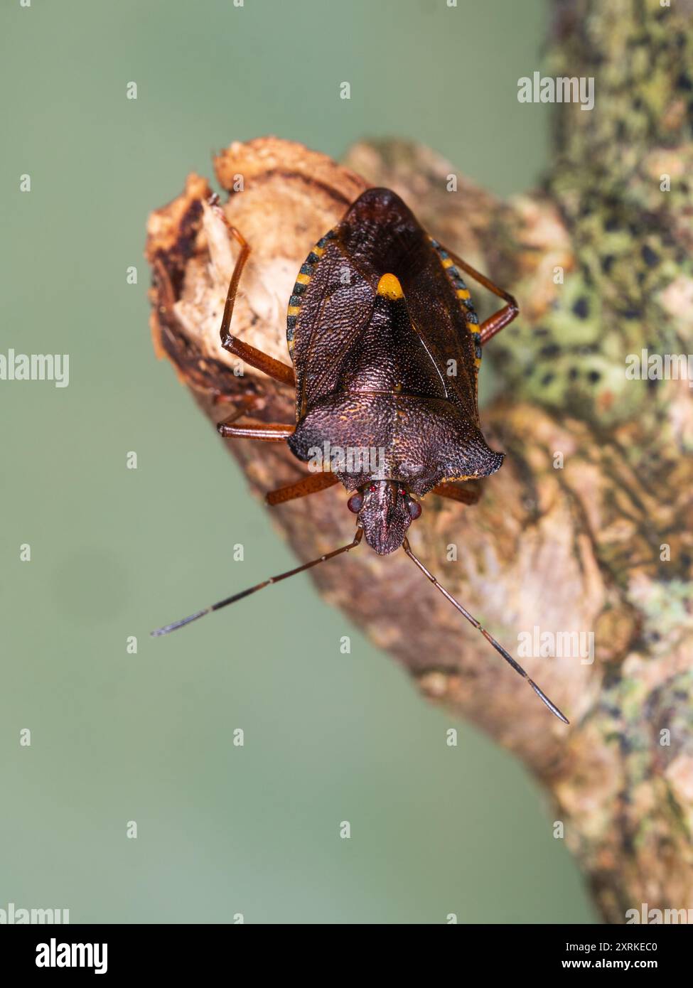 Rotbeiniger Schildkäfer, Pentatoma rufipes, in einem britischen Garten Stockfoto