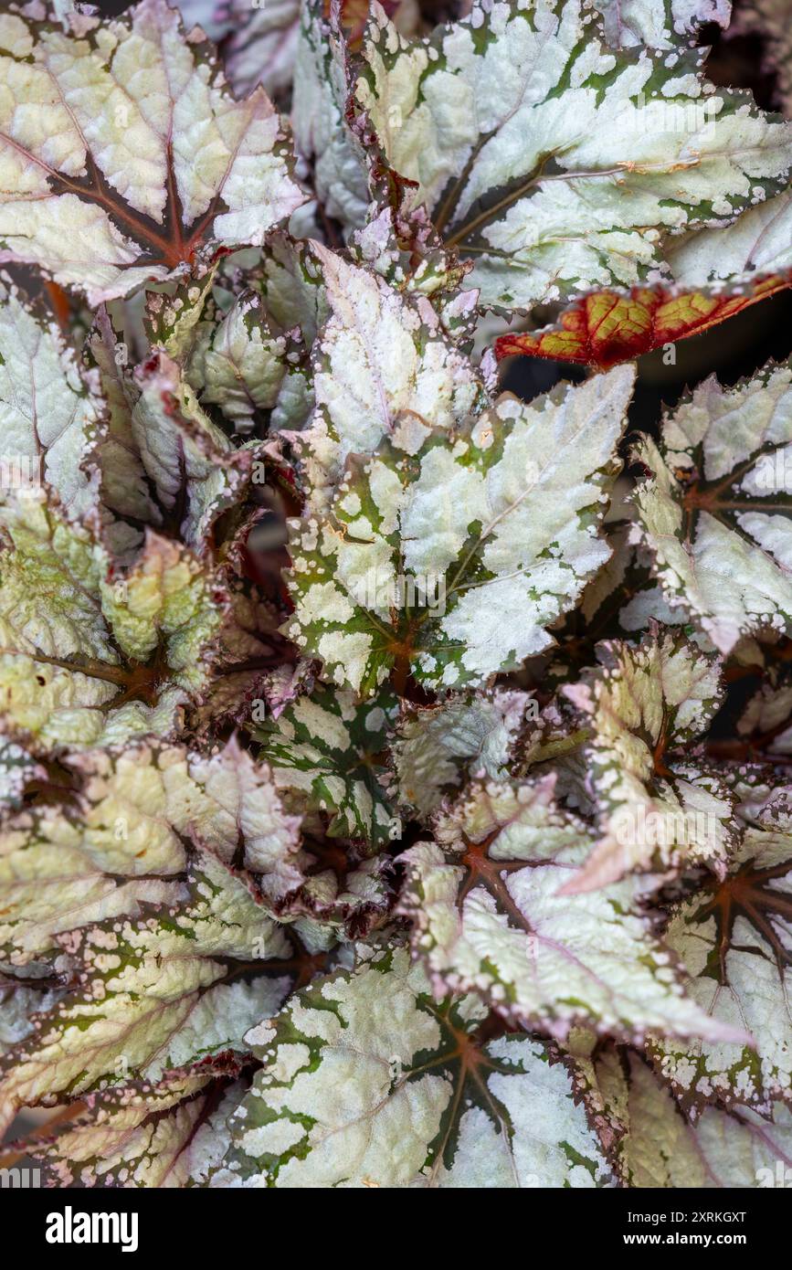 Begonia Rex 'Bewitched White. Eine Topfpflanze mit großen Blättern mit starken Marikings. Stockfoto