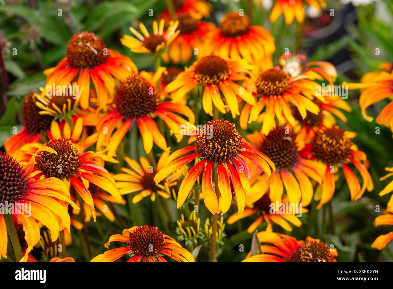 Echinacea 'Parrot', eine mehrjährige Grenzpflanze mit hellgelben und orangen Blüten im Spätsommer. Stockfoto