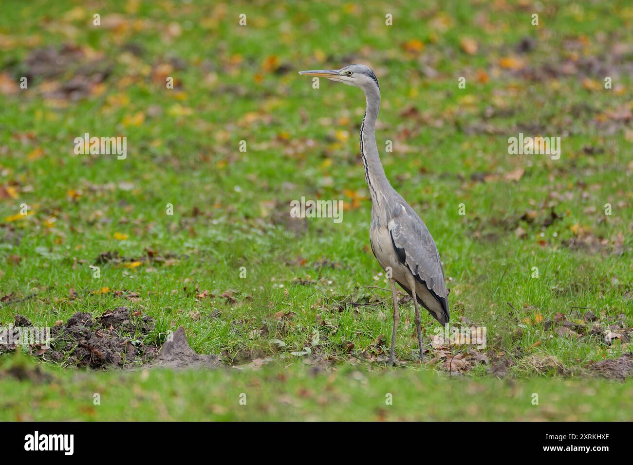 Grauer Reiher steht auf Gras Stockfoto