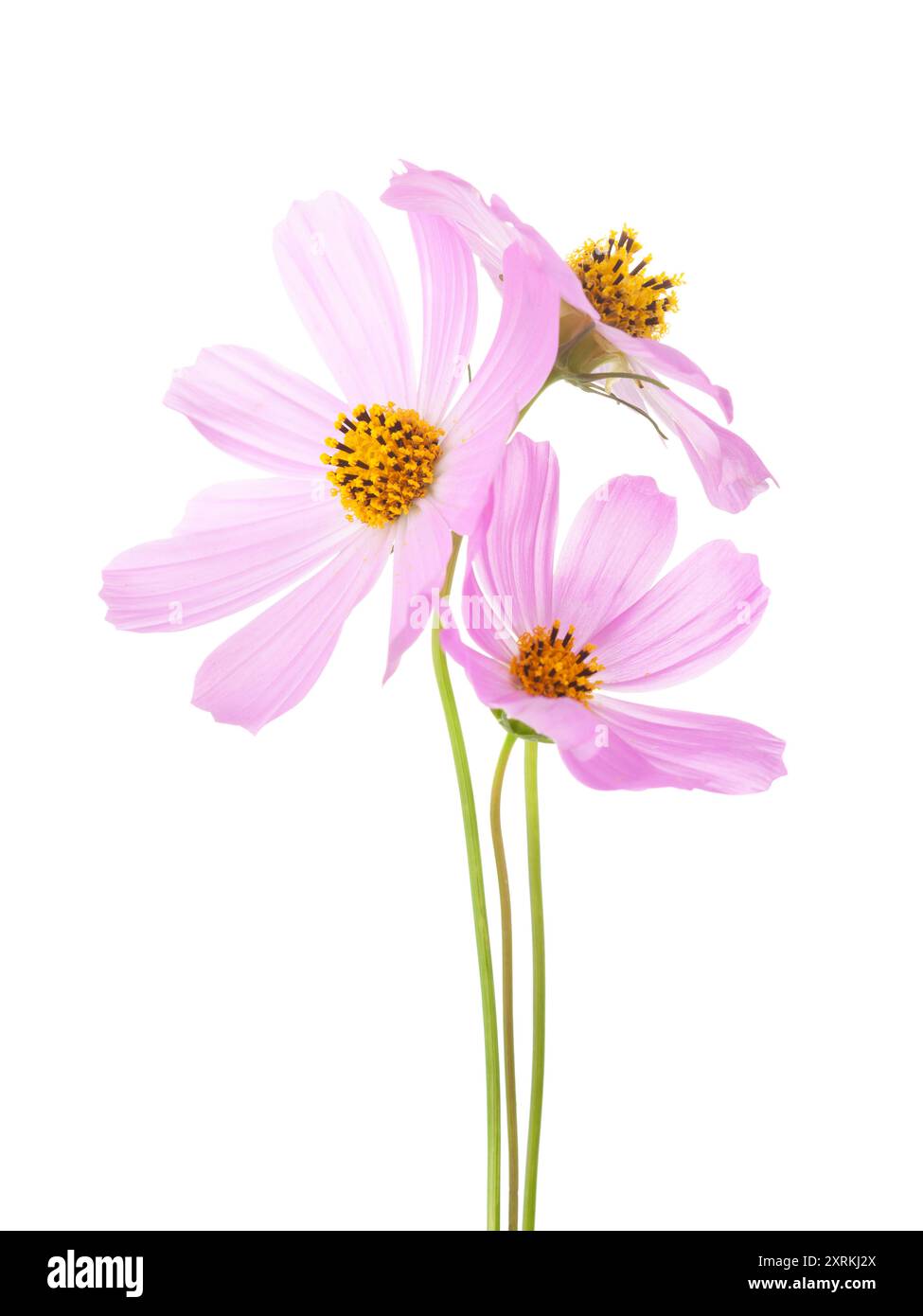 Drei hellrosa Cosmos Blumen isoliert auf weißem Hintergrund. Gartenkosmos Stockfoto