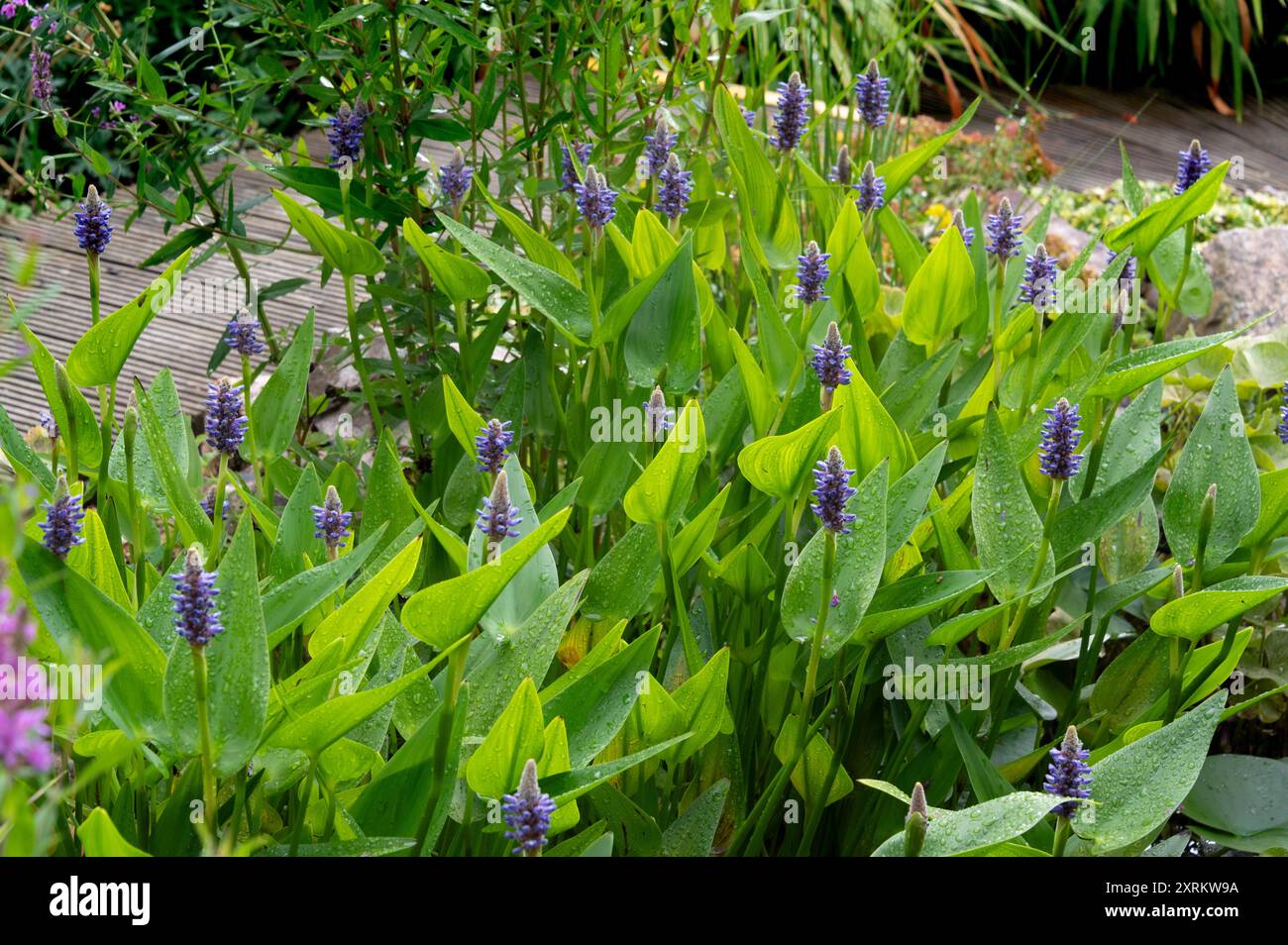 Pontederia cordata var. Lancifolia, Pontederia lanceolata, Pontederiaceae, Pickerelkraut. Invasive Wasserpflanze mit blauen/violetten Blüten. Stockfoto