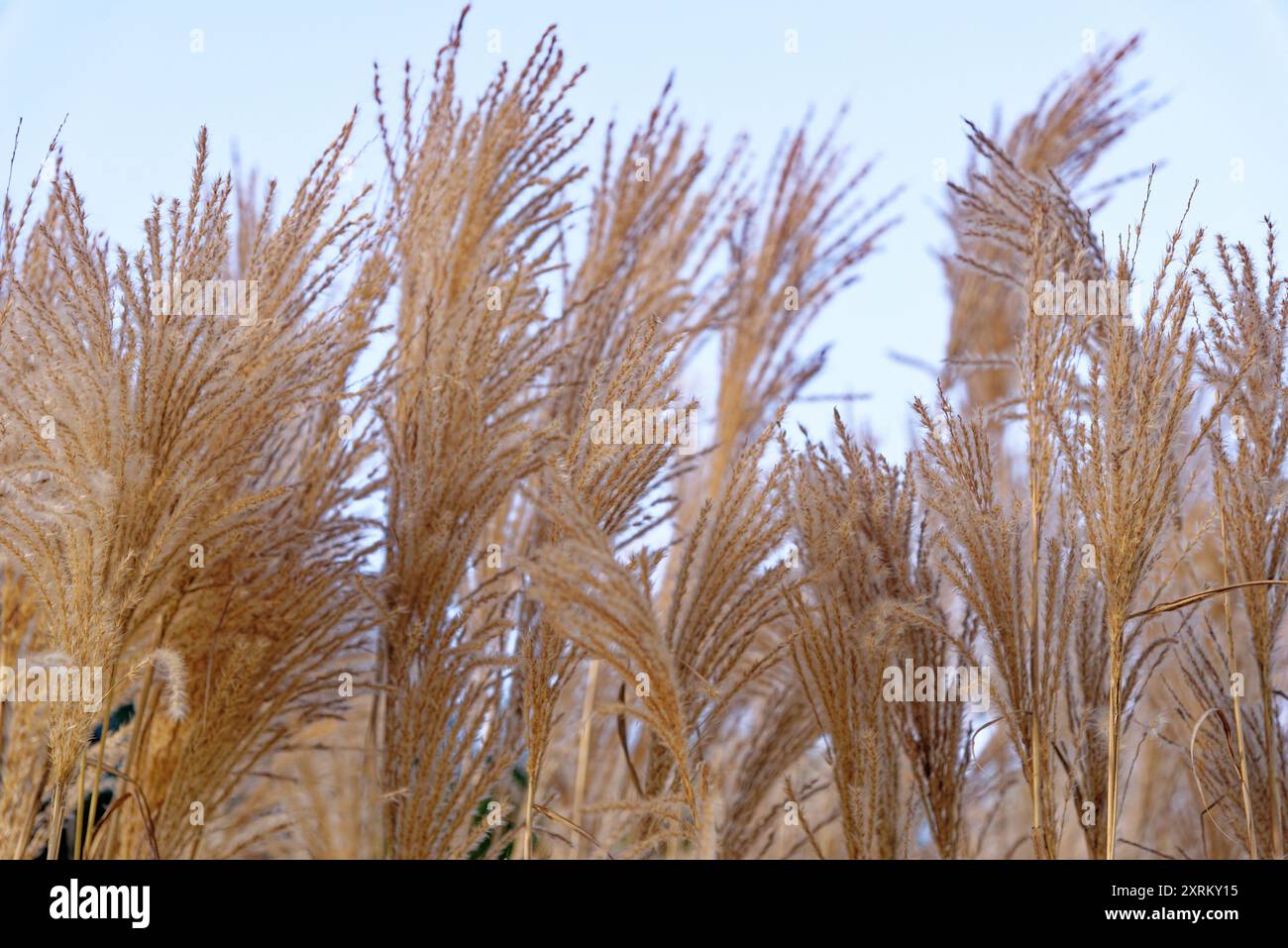 Miscanthus sinensis im Garten. Die eulalia, chinesisches Silbergras. Blumenhintergrund Stockfoto