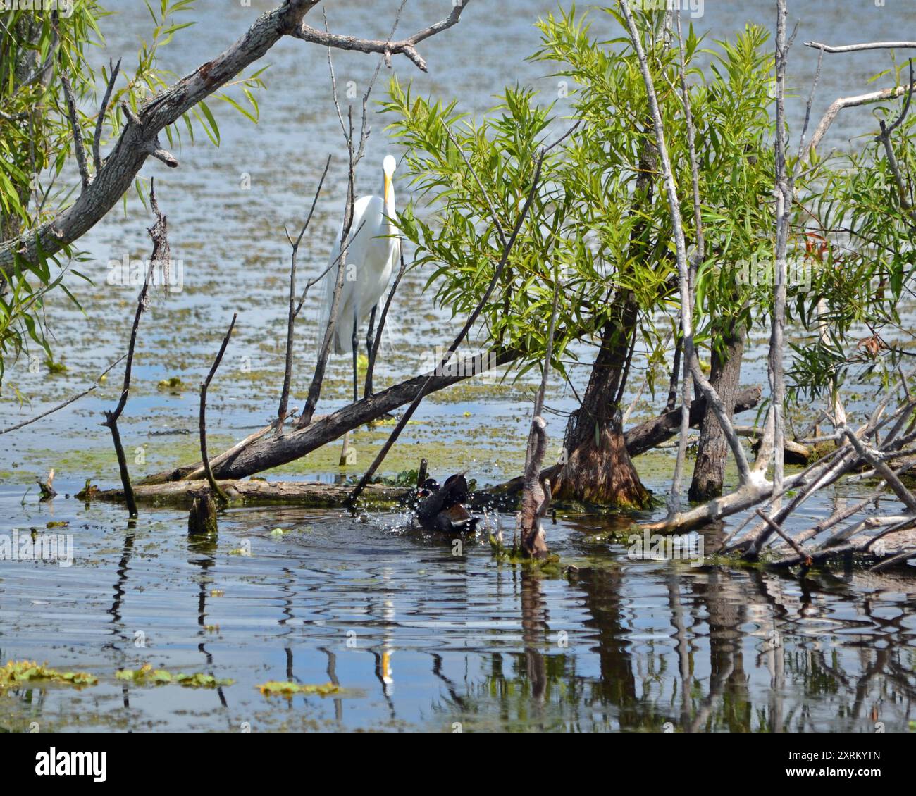 Ein Sumpfhühner plätschert umher, schwimmt im Wasser, ungestört von dem schneebedeckten Reiher, der an einem heißen Sommertag thront. Stockfoto