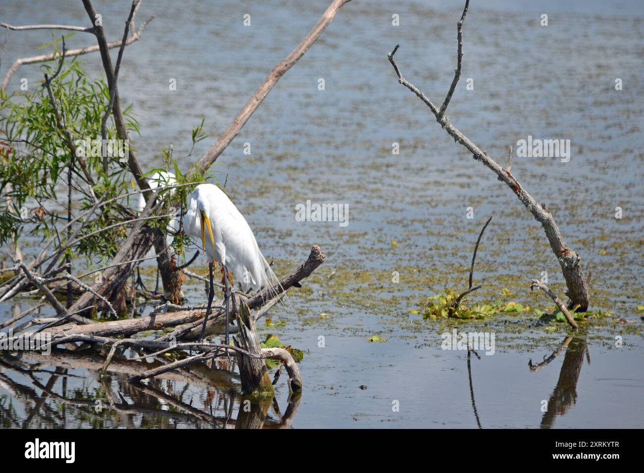 Ein schneeweißer Egret thront auf toten Ästen im Herzen des Lake Apopka, Florida, der sich an einem heißen Sommertag aufhält. Stockfoto