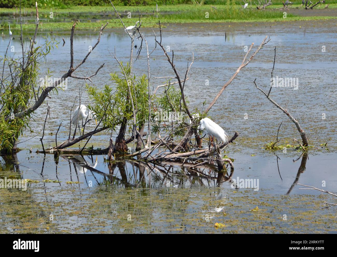 Schneebedeckte Weißreiher sitzen auf den kargen Ästen der Bäume im Herzen des Lake Apopka, Florida, und machen sich an einem heißen Sommertag frei. Stockfoto