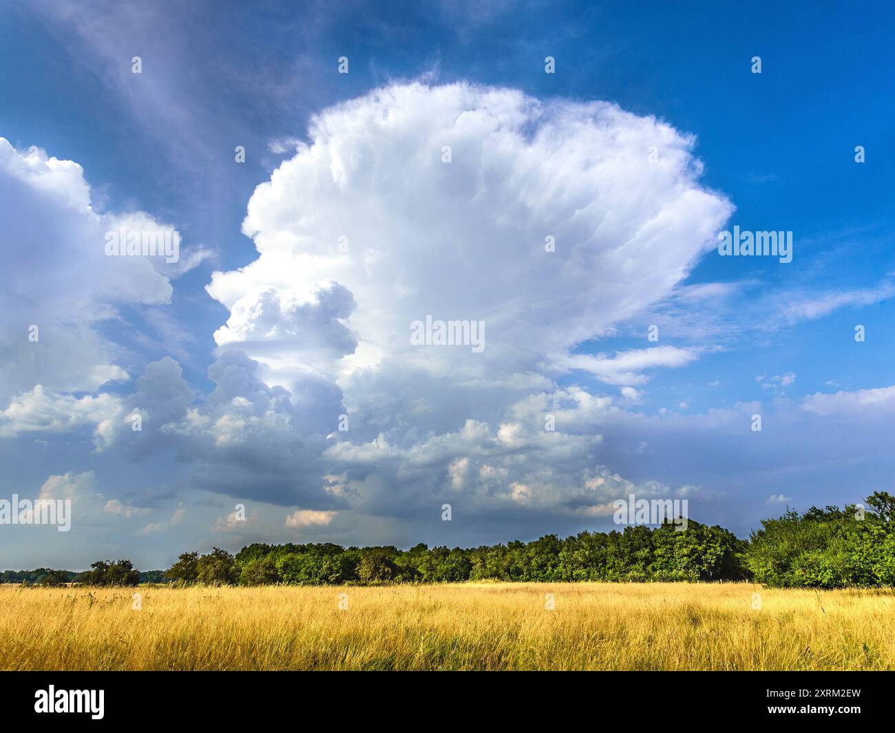Cumulonimbus / thunderhead Wolke bildet sich über Ackerland an heißen Tagen - Zentralfrankreich. Stockfoto