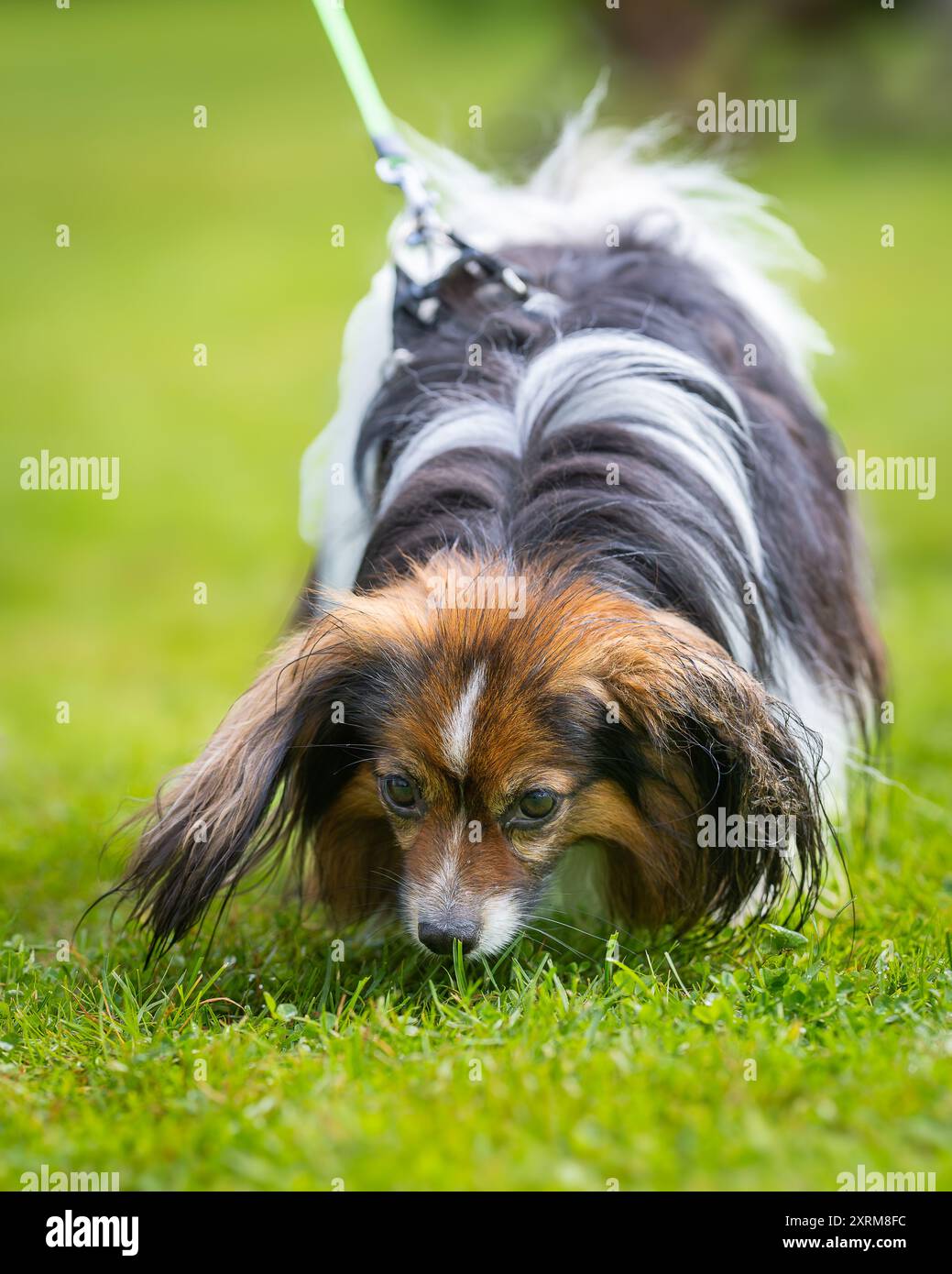 Phalene oder Continental Toy Spaniel spazieren auf dem grünen Gras. Ein Hund mit langen Haaren wandert im Sommer an einem regnerischen Tag. Stockfoto