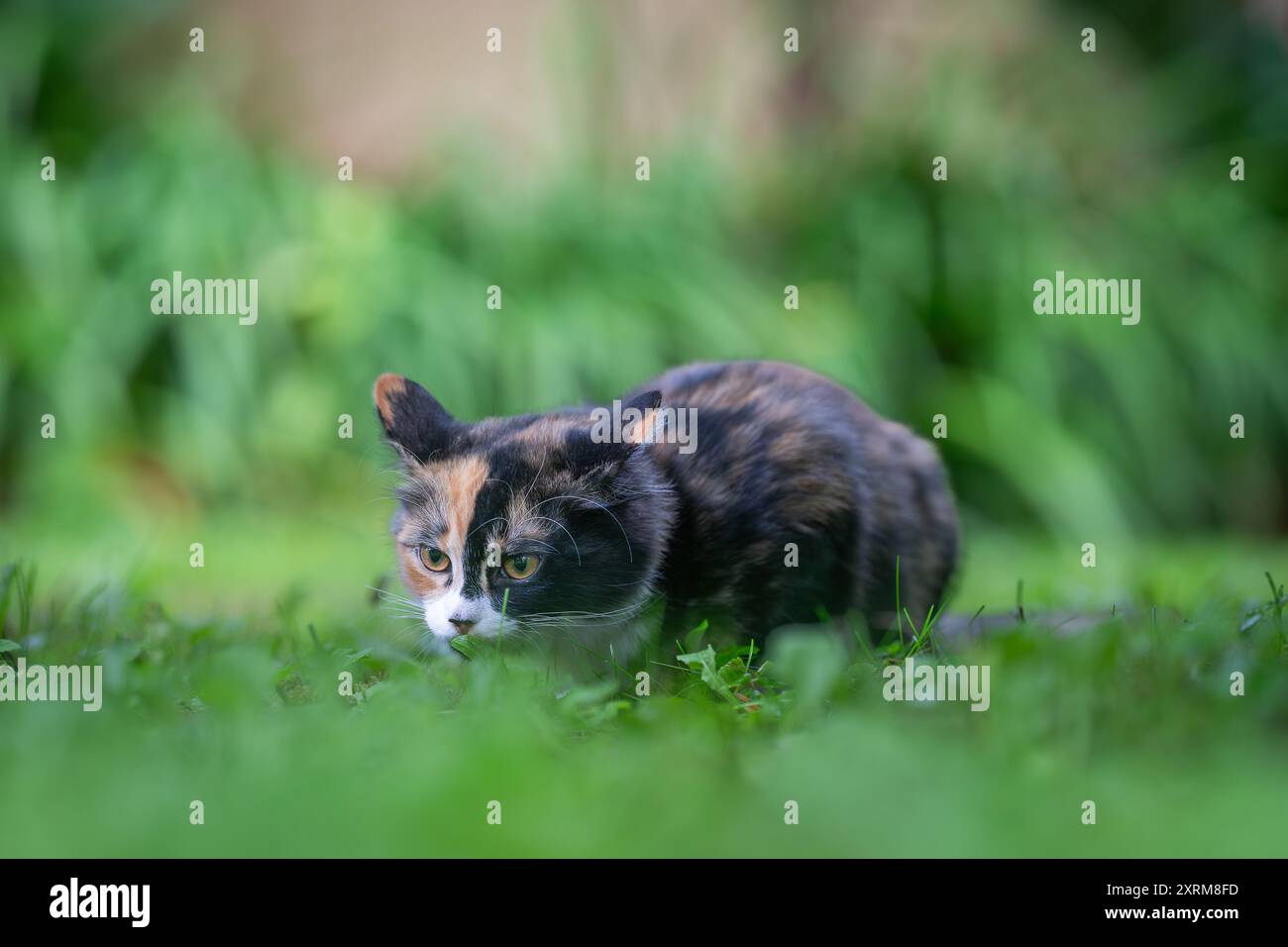 Calico Kätzchen versteckt sich im Gras. Calico-Katze mit dreifarbigem Fell, die auf dem Gras liegt. Stockfoto
