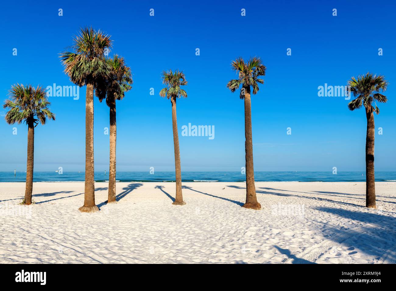 Palmen am schönen Clearwater Beach am frühen Morgen in Clearwater, Florida, USA Stockfoto Palmen am schönen Clearwater Beach am frühen Morgen in Clearwater, Florida, USA Stockfoto