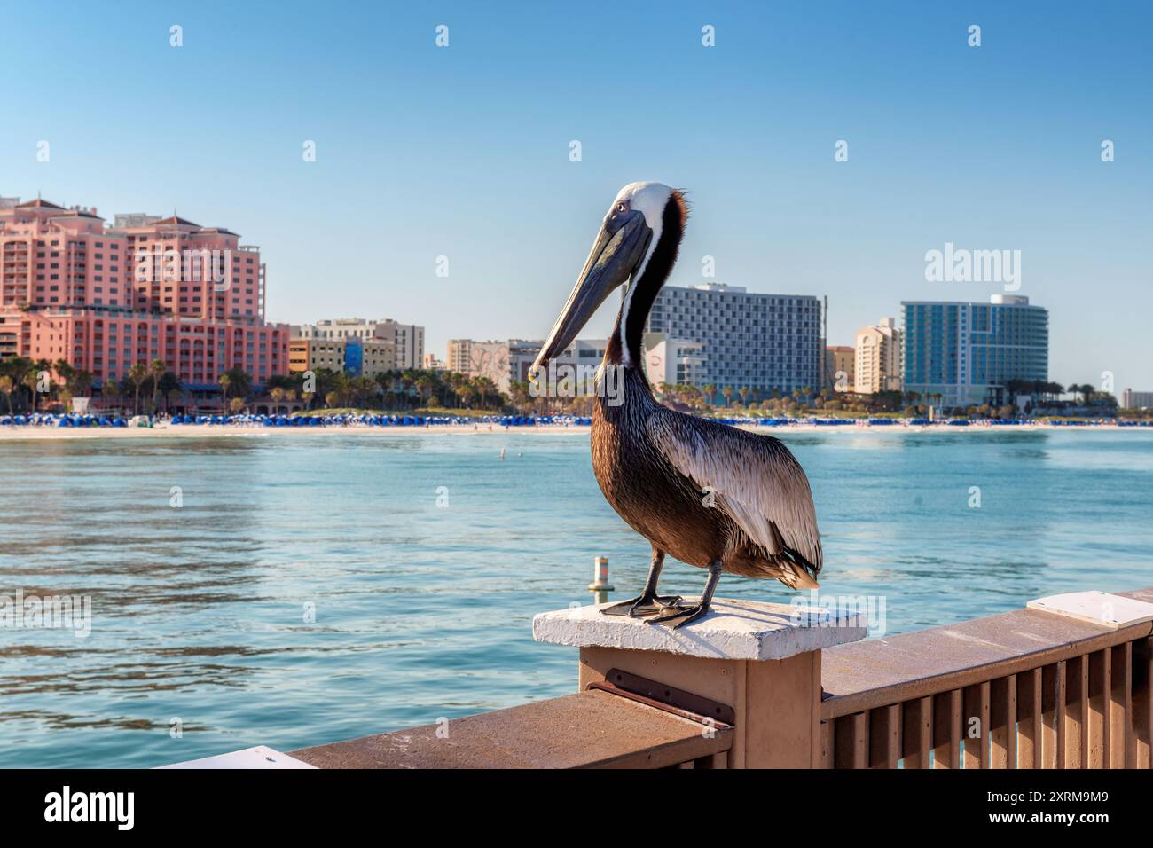 Pelican Bird posiert am öffentlichen Pier in Clearwater, Florida. Stockfoto