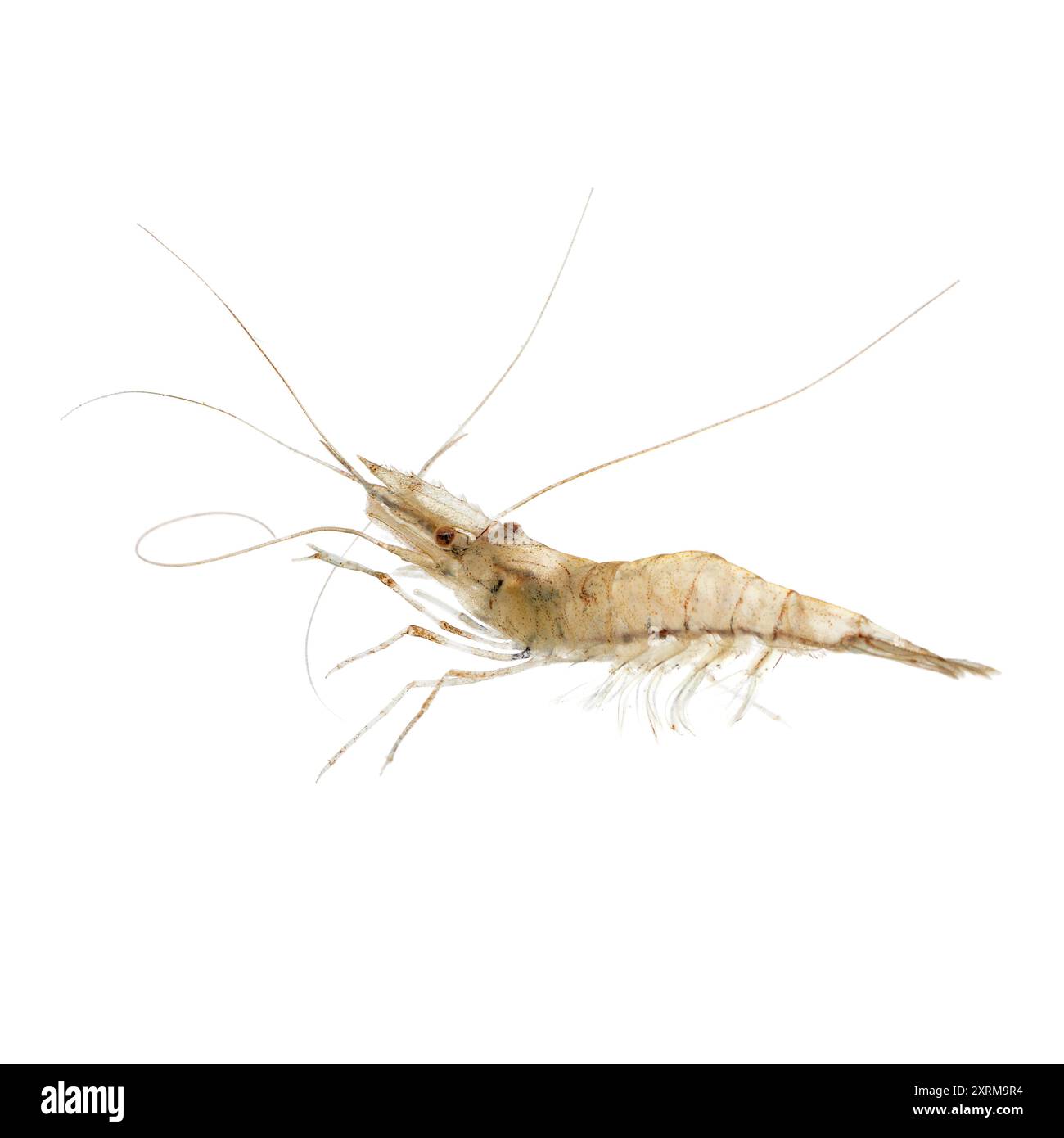 Einzelner schwimmender Palaemon longirostris isoliert auf weißem Hintergrund Nahaufnahme Stockfoto