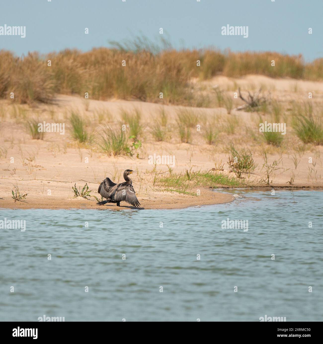 Wilde komorenvogel natürliche Umgebung. Ostsee-Düne. Natürliche Landschaft. Stockfoto