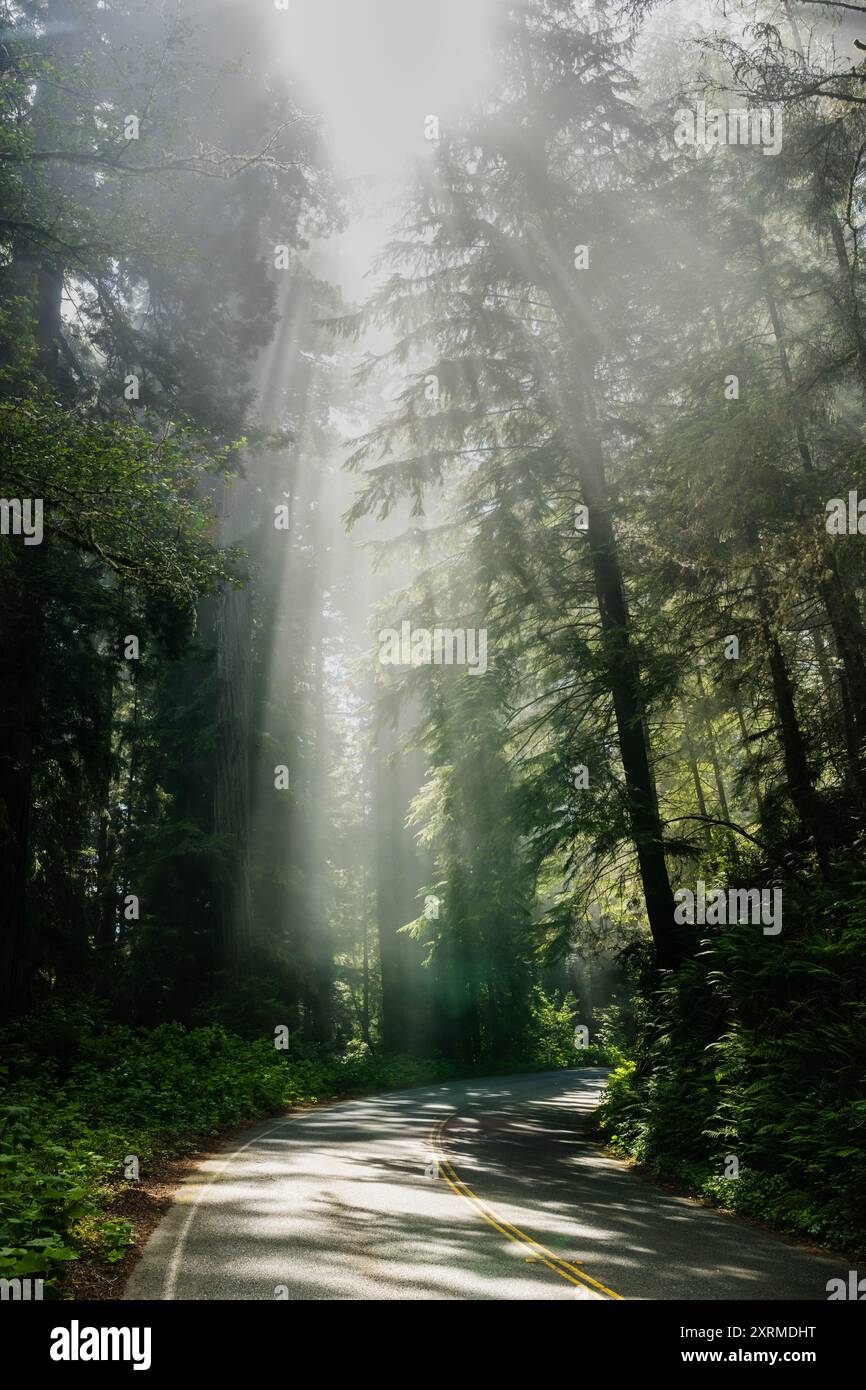Im Redwood National Park Bricht Die Sonne In Lichtstrahlen Über Der Kurve Auf Stockfoto