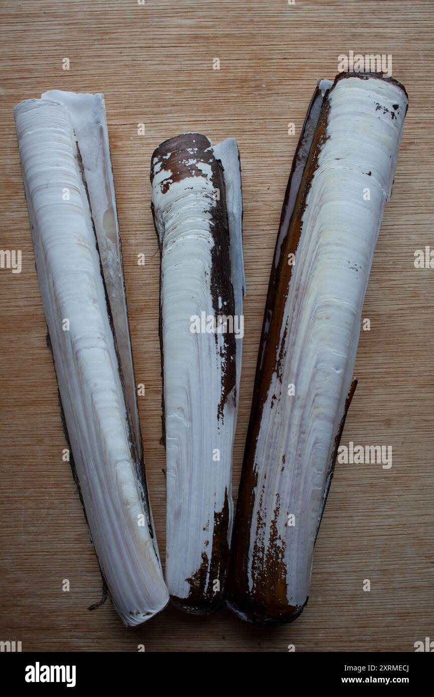 Razor Muschel, Ensis magnus Stockfoto