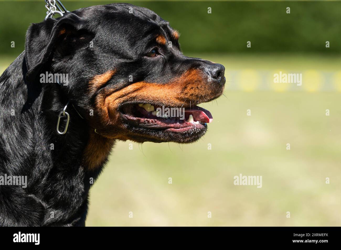 Ein Rottweiler steht während einer Veranstaltung eines Hundevereins auf einer Wiese. Rottweil Baden-Württemberg Deutschland *** Ein Rottweiler steht auf einer Wiese während eines Hundesportals Rottweil Baden-Württemberg Deutschland Stockfoto