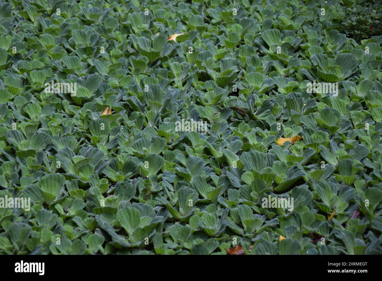 Plantas aquáticas Stockfoto