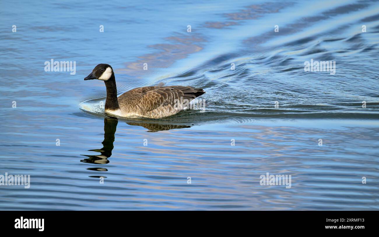 Canada Goose schwimmt schnell ans Ufer und hinterlässt ein Wasserwachen, aufgenommen am Chew Valley Lake Stockfoto