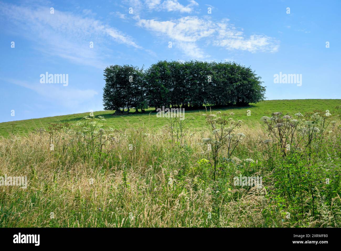 Kleine Baumklumpen auf grasbewachsenen Hügeln, aufgenommen in der Nähe des Wimbleball Lake im Exmoor National Park in West Somerset, großbritannien an sonnigen Sommertagen Stockfoto