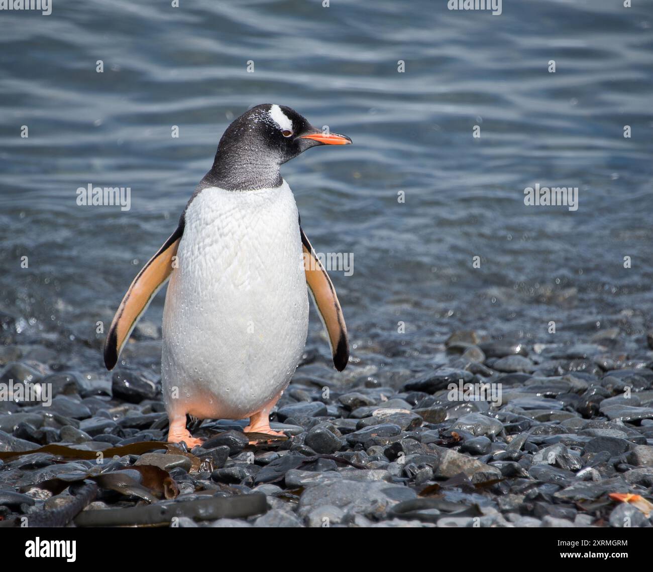 Einzelner Gentoo-Pinguin, der im Meer steht Stockfoto