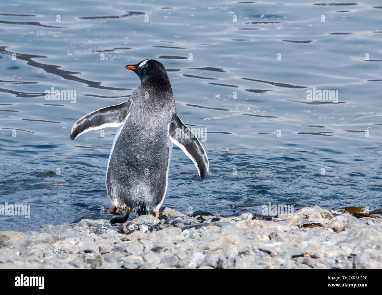 Einzelner Gentoo-Pinguin, der im Meer steht Stockfoto