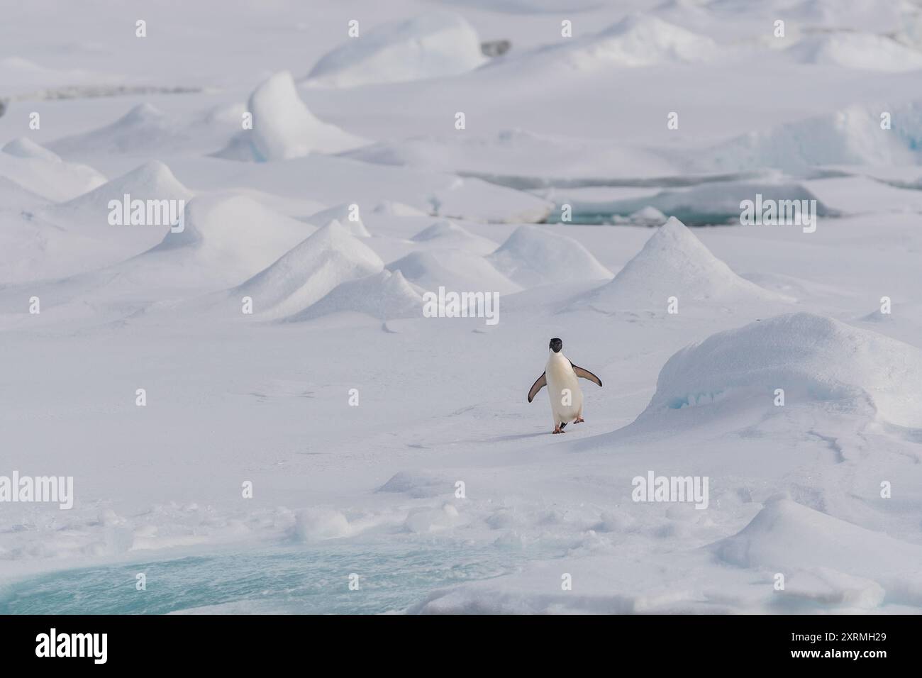 Einsamer Pinguin, der in antarktischer Weite spaziert Stockfoto