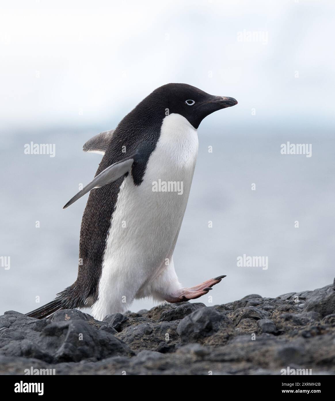 adelie-Pinguin, der auf antarktischem Felsen läuft Stockfoto