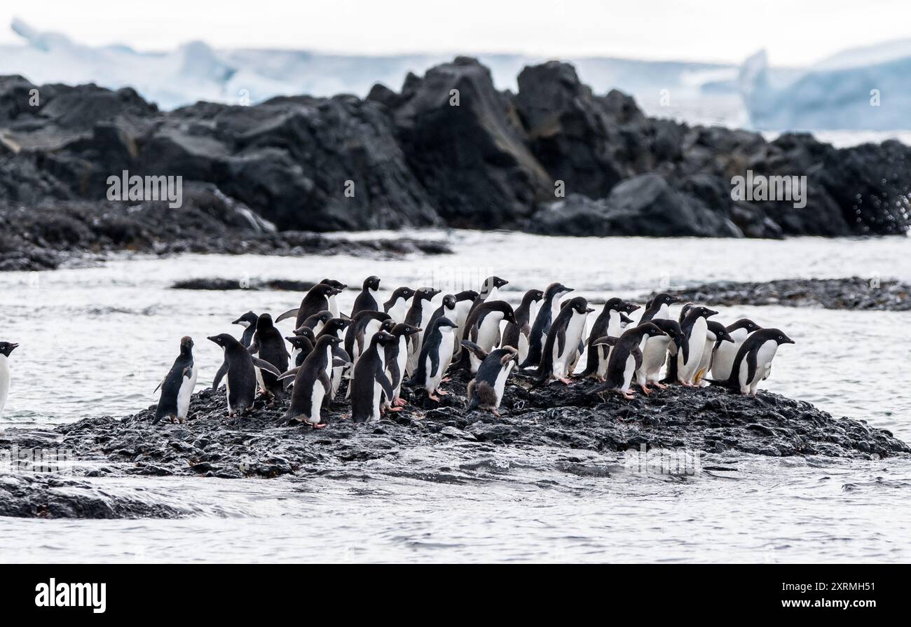 Gruppe von adelie-Pinguinen auf einer kleinen felsigen Insel im antarktischen Ozean Stockfoto
