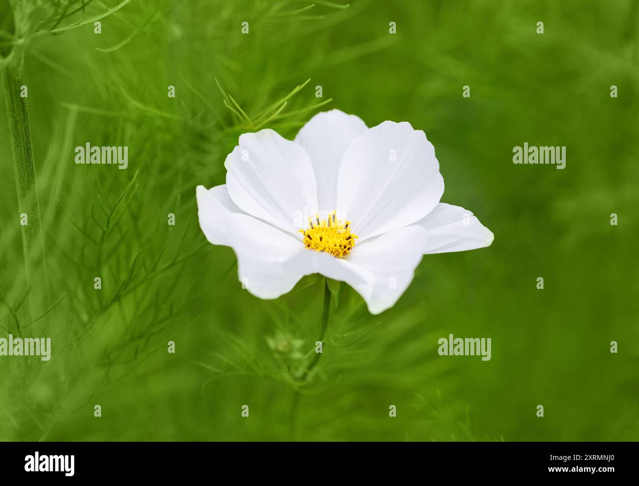 Weiße Kosmos-Blüte auf grünem Hintergrund. Wunderschöne jährliche Gartenblume. Stockfoto