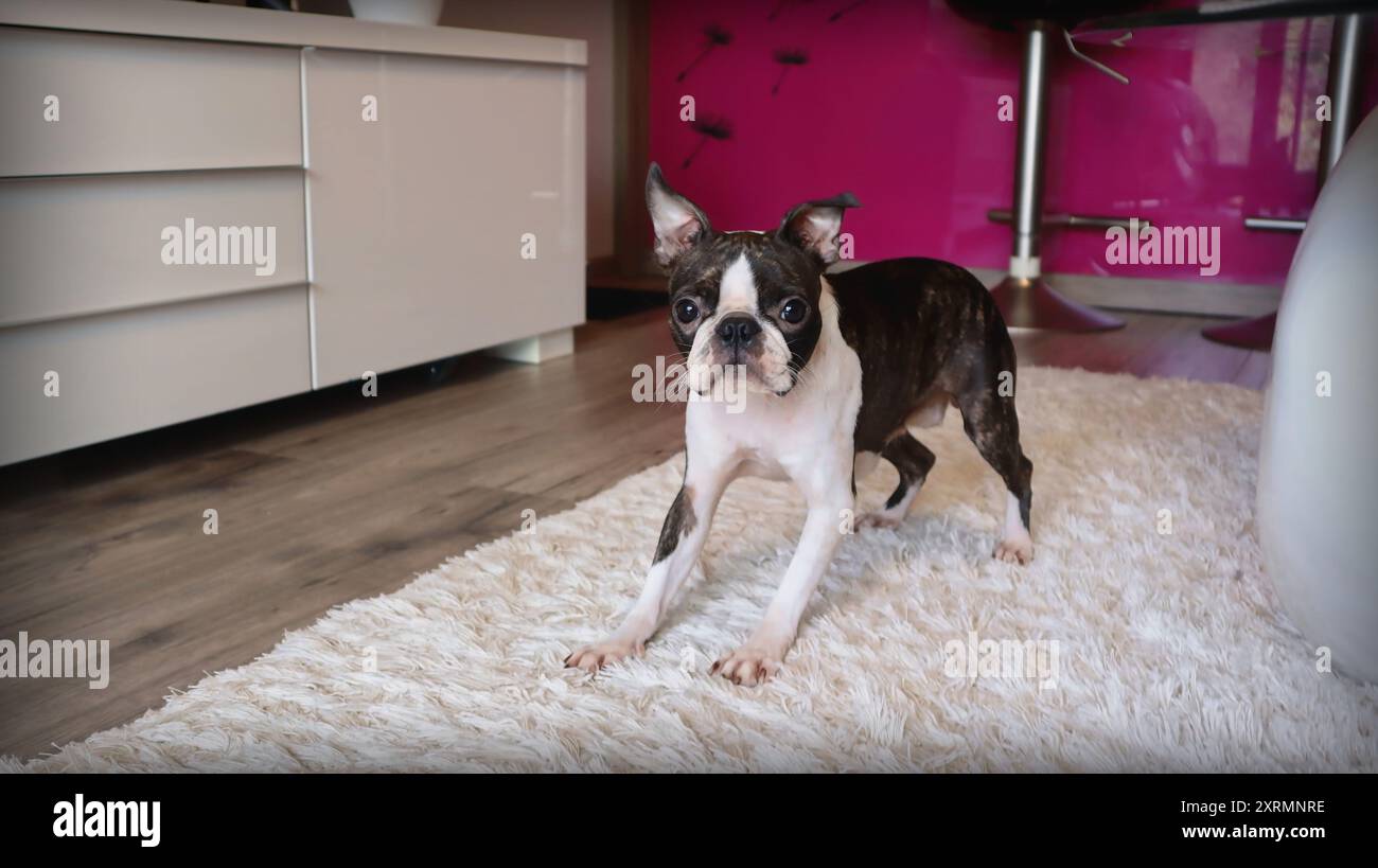 Boston Terrier spielt in der Wohnung. Ein verspielter Hund ruft nach einem Spiel. Stockfoto