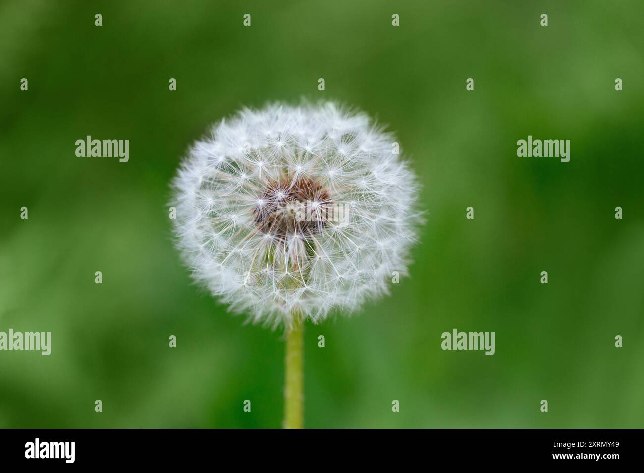 Flauschiger weißer Löwenzahn im grünen Hintergrund. Löwenzahn-Nahaufnahme-Makro. Stockfoto