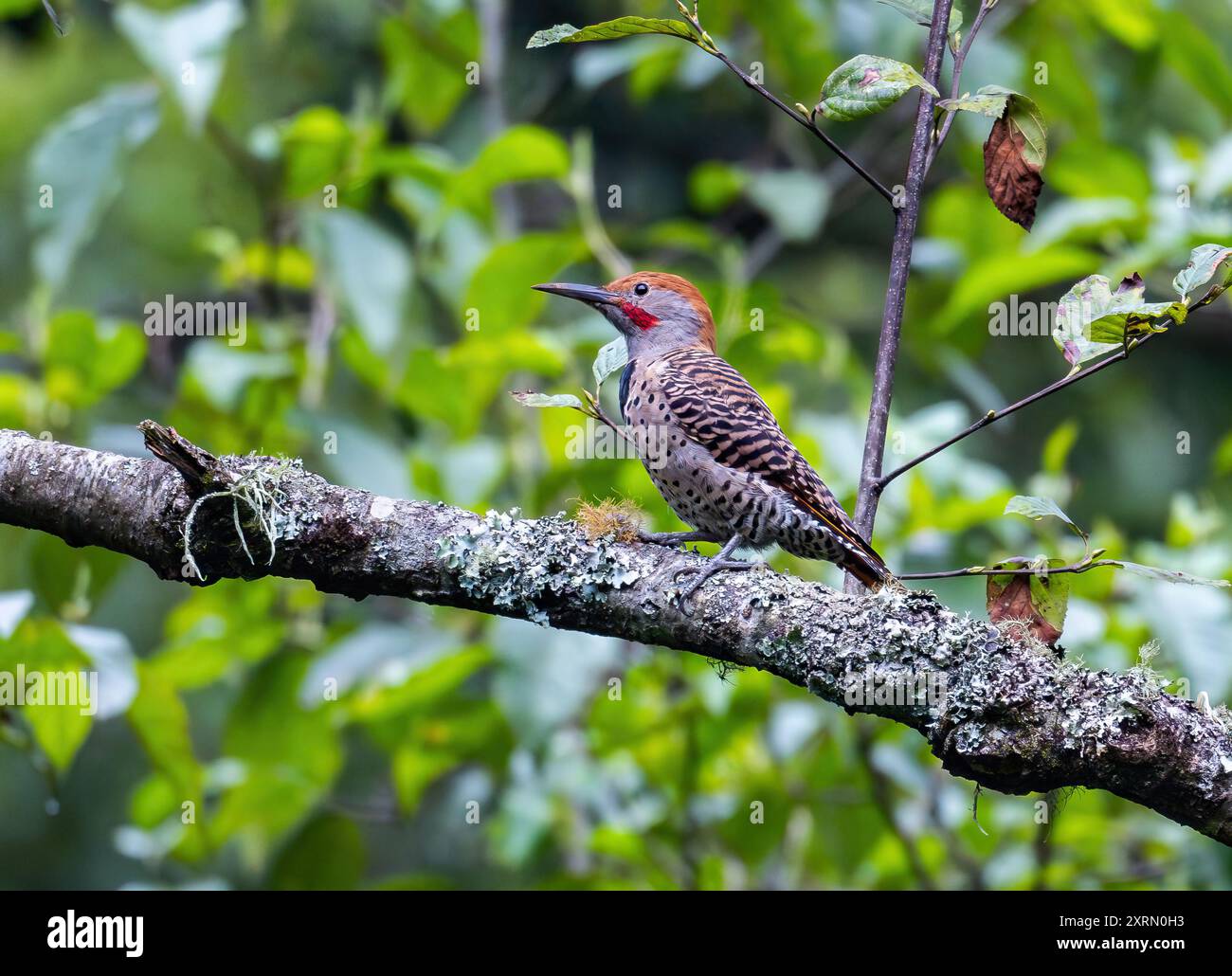 Eine guatemaltekische Unterart des Northern Flicker (Colaptes auratus mexicanoides), die auf einem Baum thront. Guatemala. Stockfoto