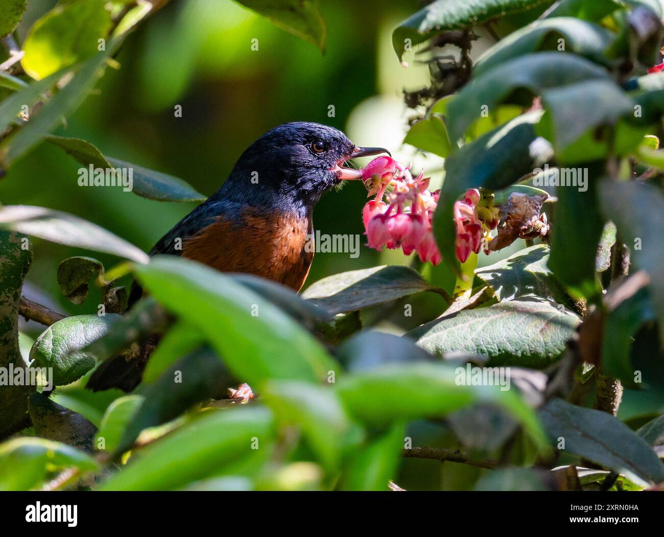 Ein Zimtbauchblumenpiercer (Diglossa baritula), der sich von Blumen ernährt. Guatemala. Stockfoto