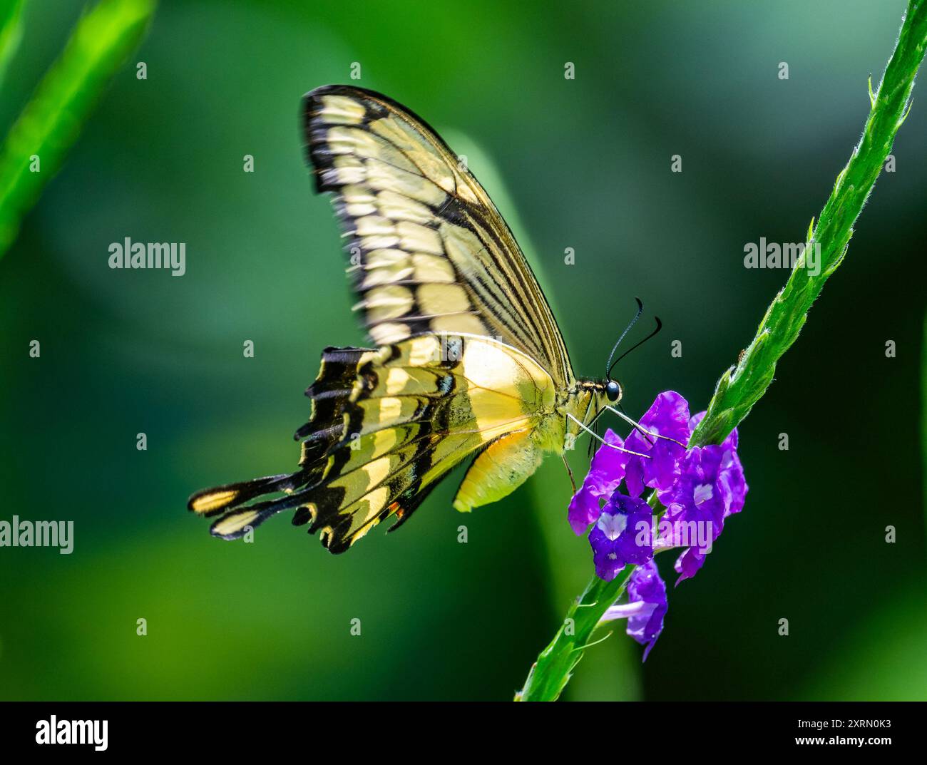 Ein Riesenschwalbenschwanz-Schmetterling (Papilio cresphontes), der sich von Blumen ernährt. Guatemala. Stockfoto