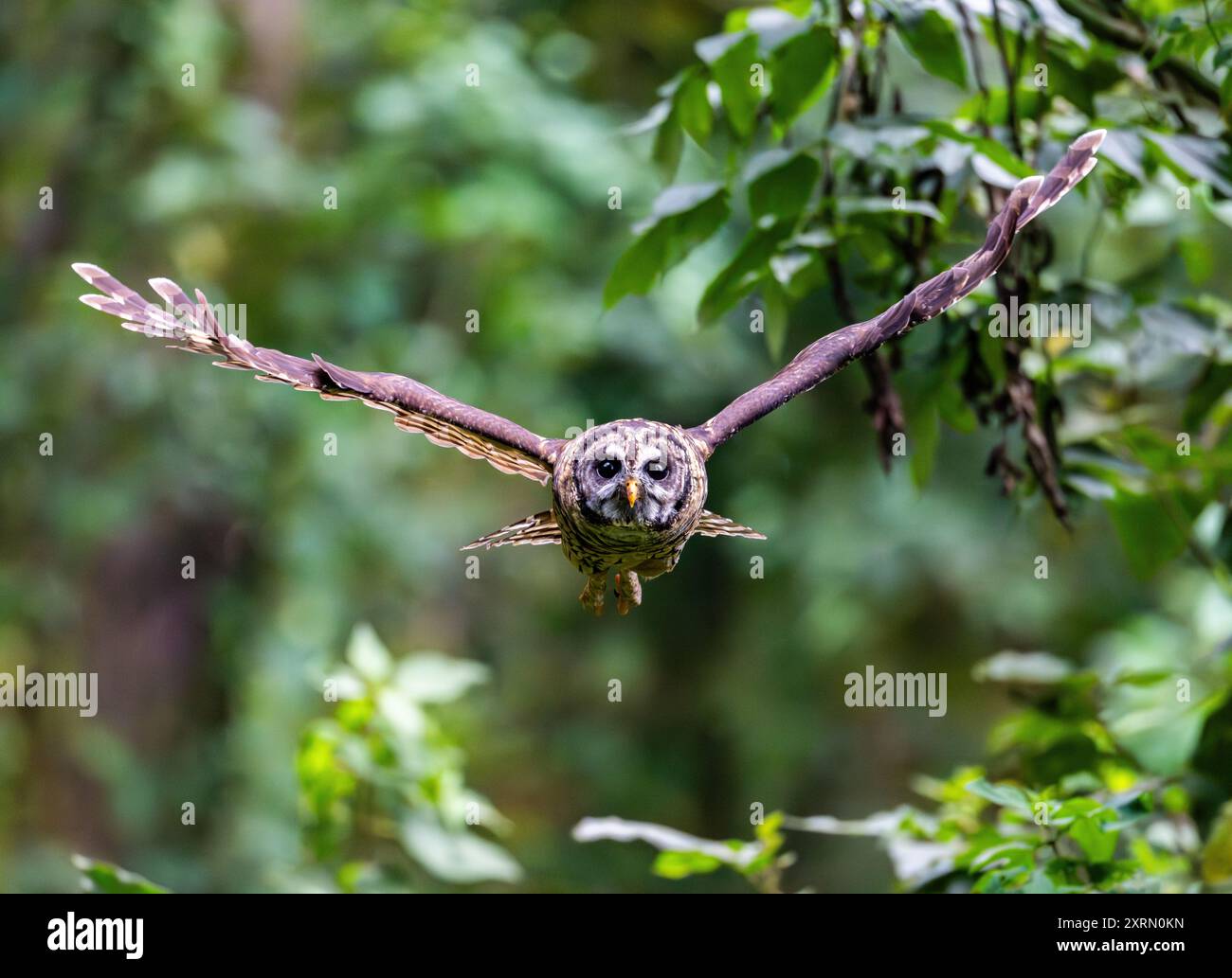 Eine Fulvous Eulen (Strix fulvescens) im Flug während des Tages. Guatemala. Stockfoto