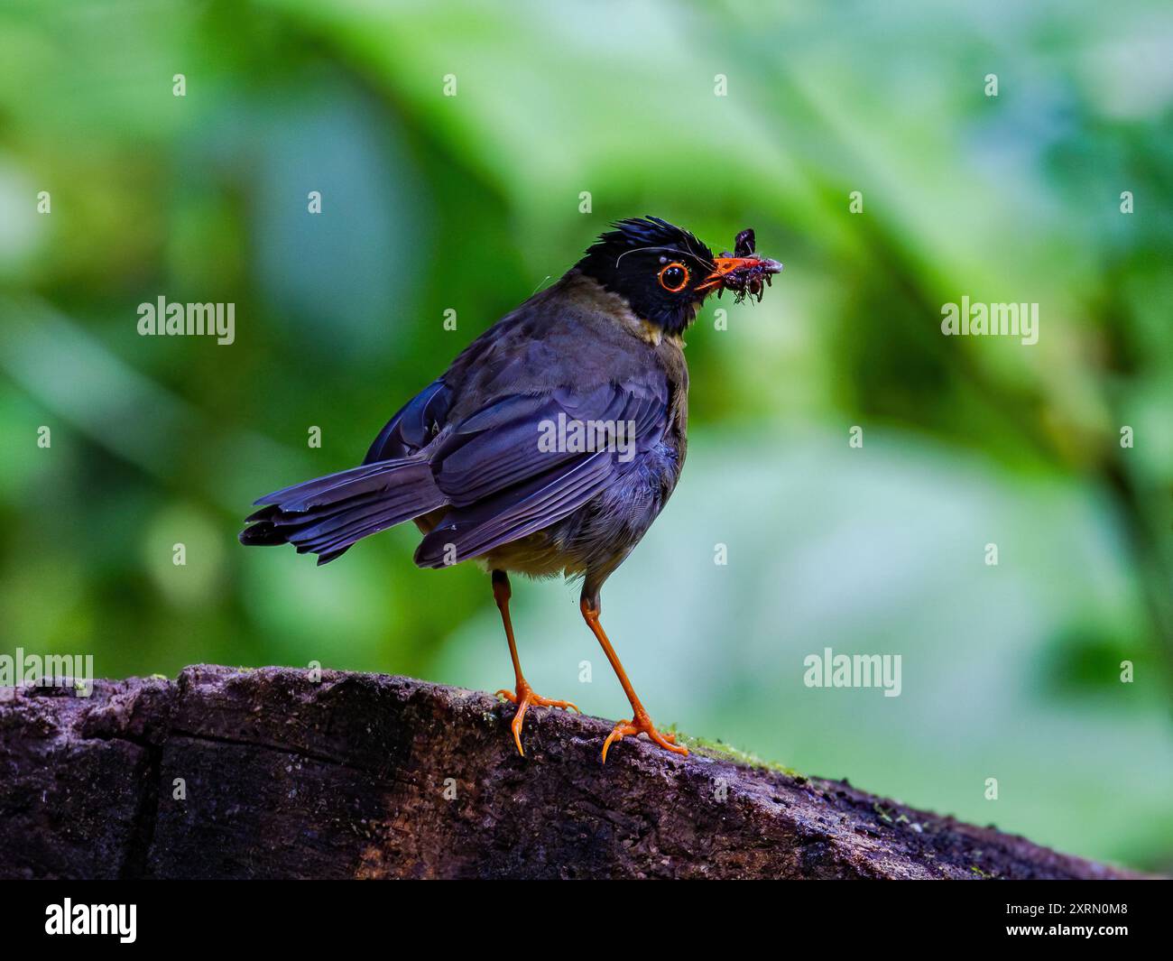 Eine Gelbkehlendrossel (Catharus dryas), die Käfer im Schnabel fängt. Guatemala. Stockfoto