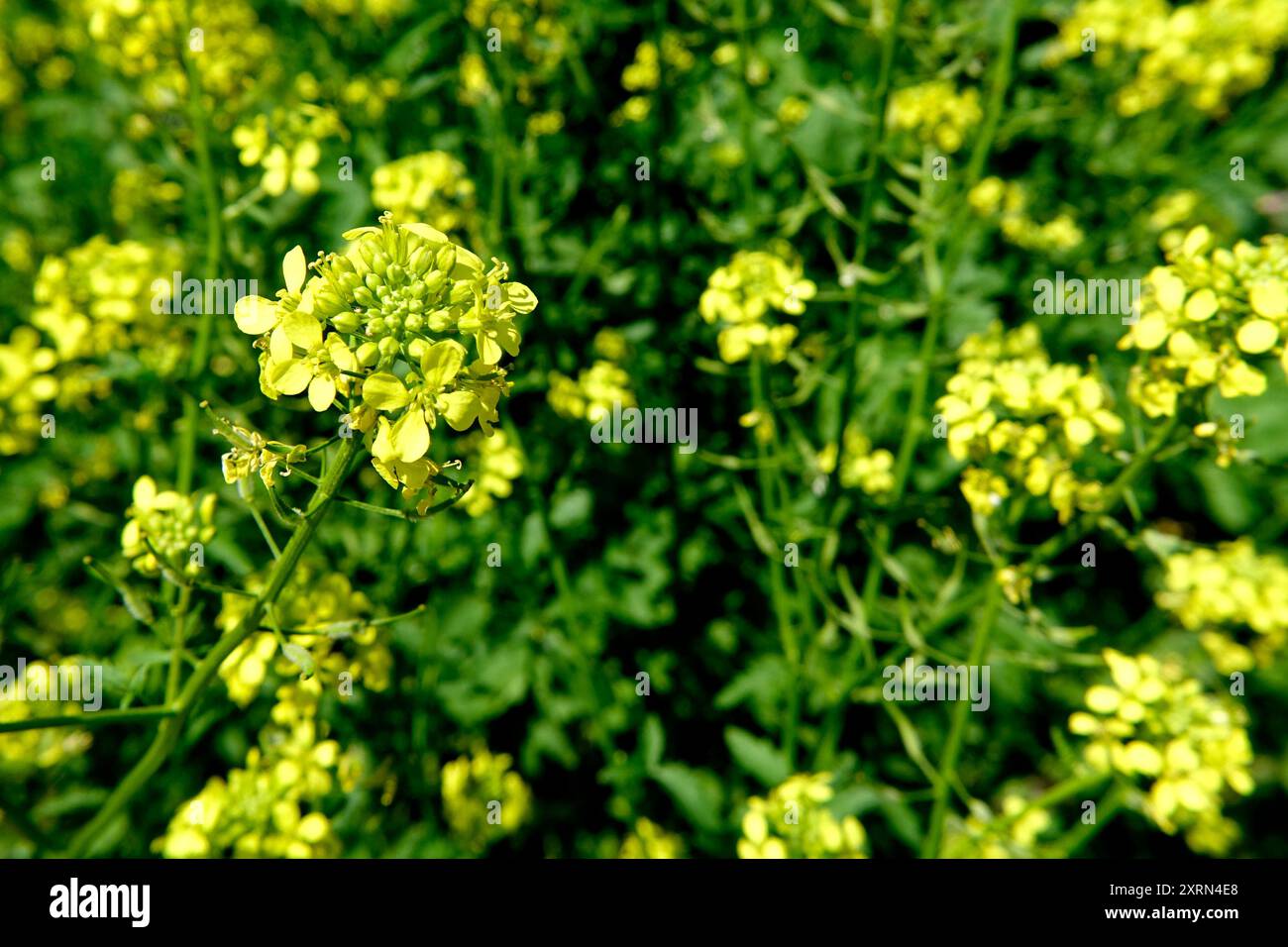 Zarte gelbe Blüten blühen auf einer Gartenpflanze, die während der Frühjahrssaison leuchtende Farben zeigt. Stockfoto