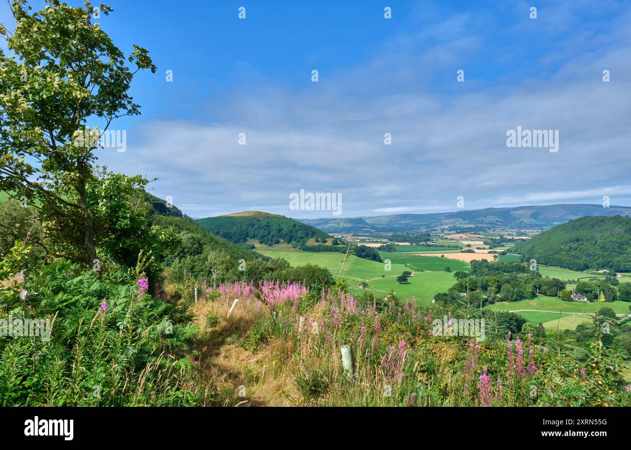 Burfa Bank, Herrock Hill und Radnor Forest vom Mortimer Trail entlang Little Brampton Scar in der Nähe von Titley, Kington, Herefordshire Stockfoto