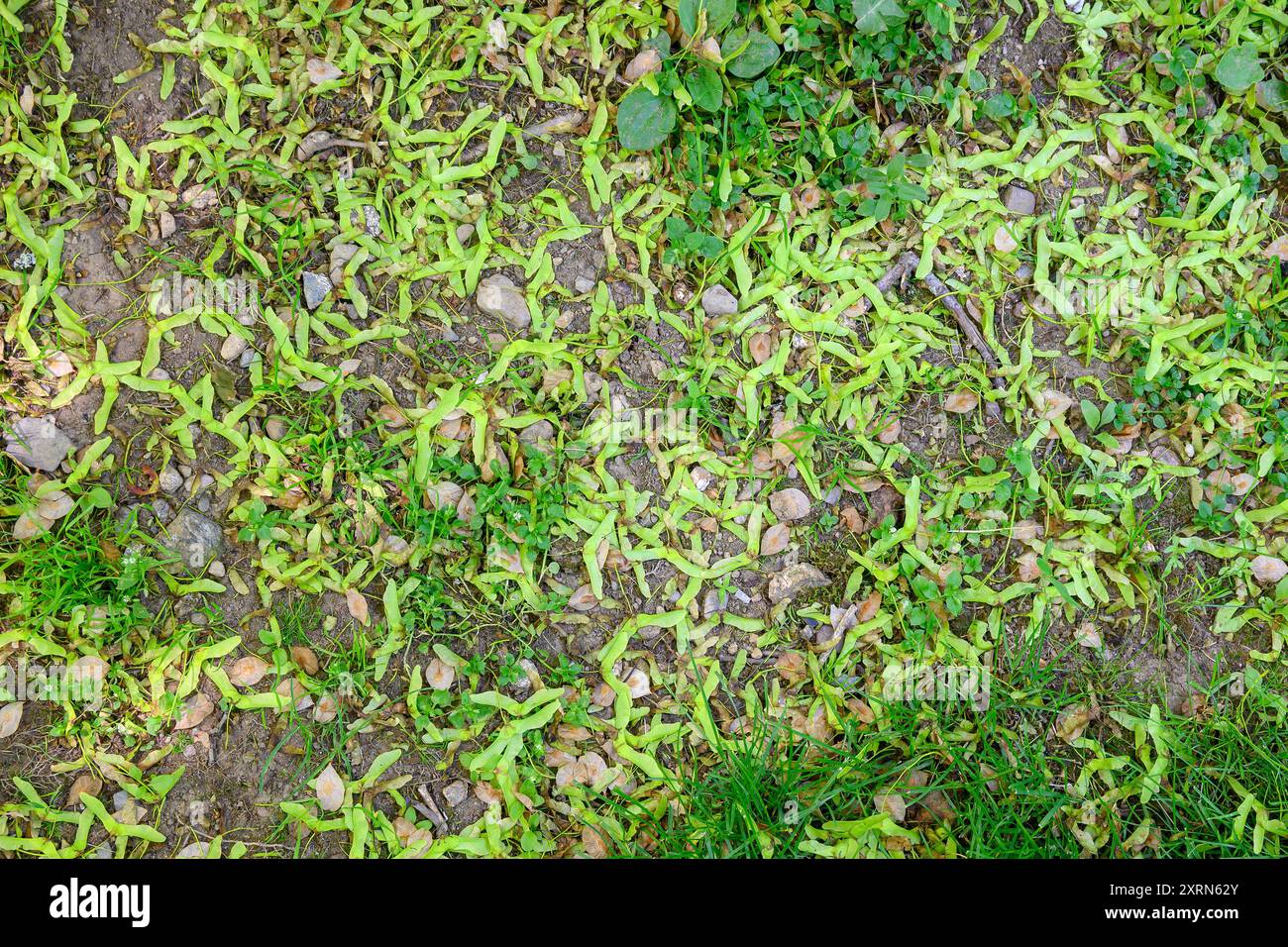 Viele Ahornsamen liegen in Gras und Schmutz. Hunderte von ihnen sind sichtbar. Blick von oben. Stockfoto